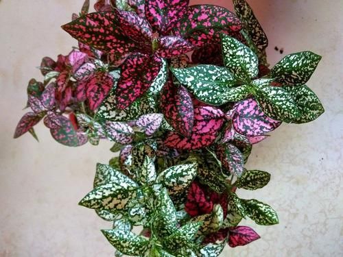  [观叶]很耐阴的8种叶子斑斓的观叶植物，每一种都想养几盆