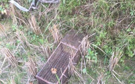 过去泛滥成灾无人吃，如今成奢侈美味，200元一斤被大量养殖