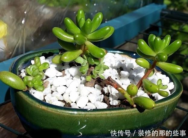 『谨记』养多肉虹之玉锦谨记''4方面'',叶片晶莹剔透,串串似葡萄