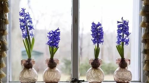  『水培养护』在家里用风信子的鳞茎水培养开花，在玻璃瓶里加点清水就行了