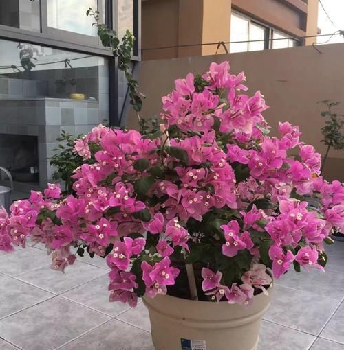 「三角梅开花」三角梅满树绿叶，就是不开花，“控水虐花法”，三角梅花芽猛冒