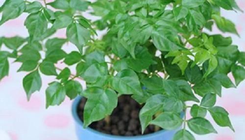  「常春」四季常春幸福树，枝繁叶茂超级美观，做好几点，让它在家轻松长大