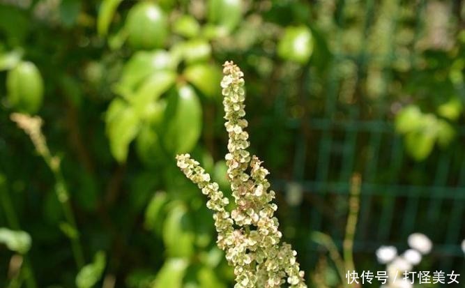 杂草■酸模见于路旁边,杂草挚爱体贴语