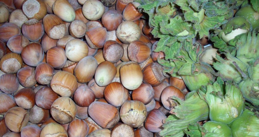  「牛肉」这种植物以前都是野生的，人称“坚果之王”，目前市场