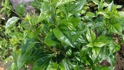  [植物]观音柴你们见过吗？叶子能做成爽滑Q弹的“神仙豆腐”
