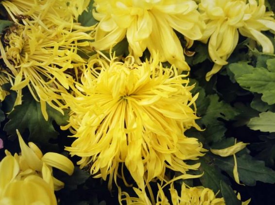  【牡丹】养花不如养盆古龙须，花美似牡丹，开花妖嫩轻盈，满屋花香四溢