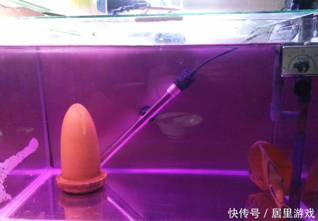 【想到】给观赏鱼用药之前,我们首先就要想到,万一加多了怎么办?