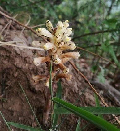  『不老草』山沟1种“不老草”，爱长蒿草边，祸害农田惹人嫌，谁知是贵草药