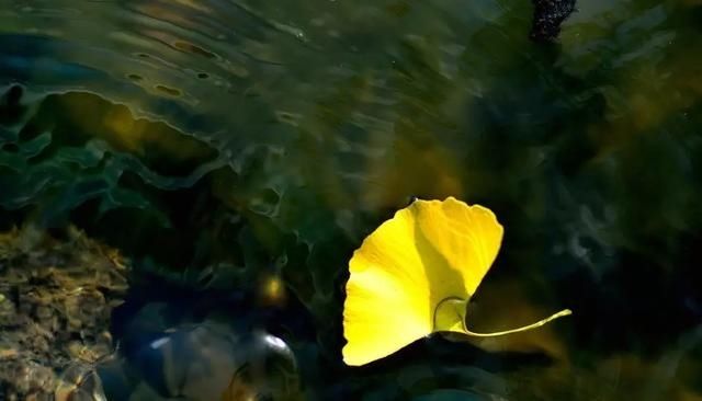 如何拍好银杏？看看大师级是如何拍摄的