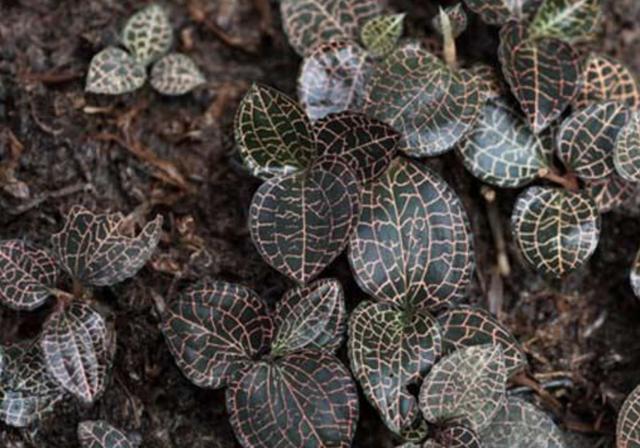 【种植物】“1种草”个头小,价值堪比“人参”,如今想挖不好找,别忽视!