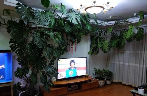  「地方养护」4种花在他们手里，个个长成巨无霸，到底喂了啥好东西！
