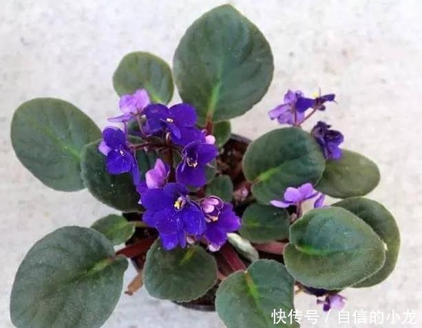 『开爆』初次养花没经验?紫罗兰盆栽最适合新手,注意3点砰砰花开爆盆