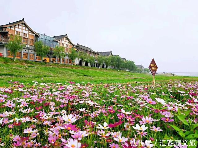 “五一”重庆慢时光，木洞10万㎡格桑花开，孤岛绿草成海！