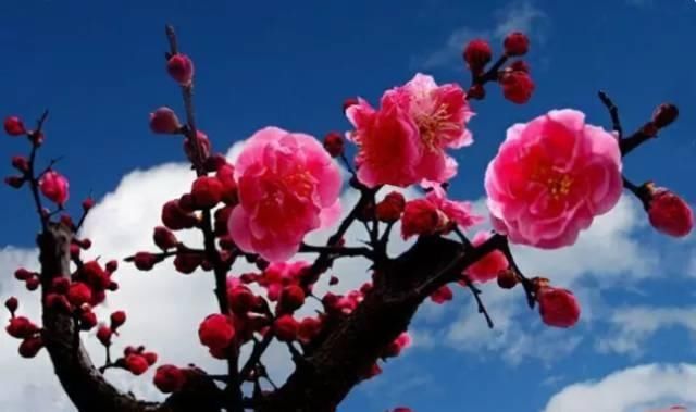 【花中】中国10大名花,哪个是你的最爱?