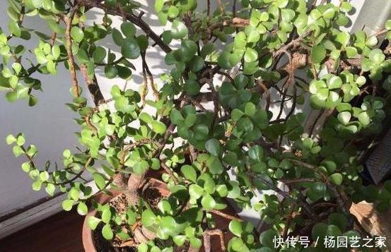 『将齿』如何将齿苋树变成老桩?学会4个养护重点,难度系数可为零