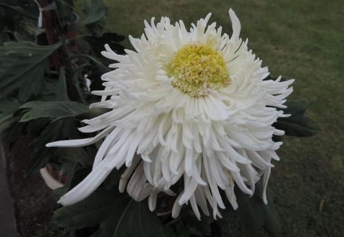『托桂』喜欢玫瑰,不如养盆“珍贵名菊”藕粉托桂,洁白素雅,清新秀丽!