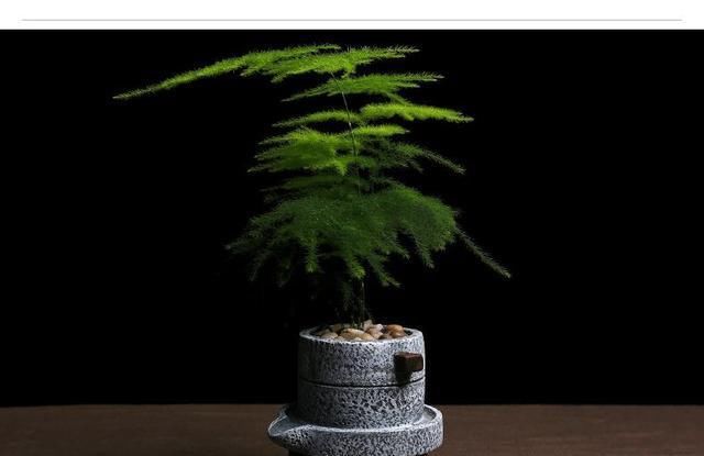  [株型]文竹长太高怎么办？教你养出矮、壮、密的株型！