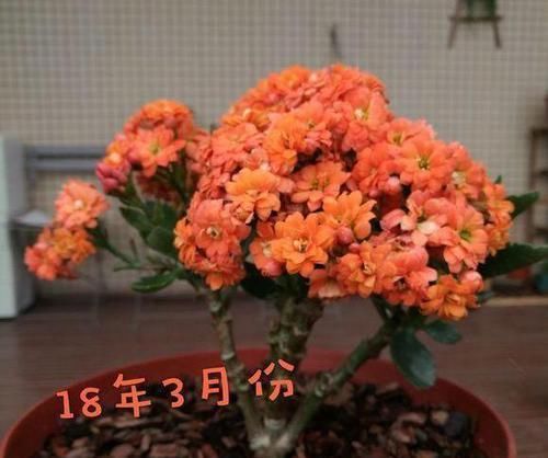  让长寿花■长寿花忘在阳台，3个月后“野蛮生长”成老桩，无心插柳柳成荫