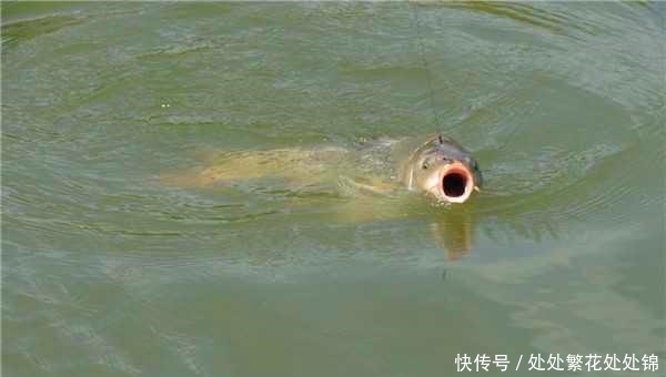 钓法|矶竿滑漂钓法解析:这几大竞争力,让这种钓法成为野钓第一钓法!