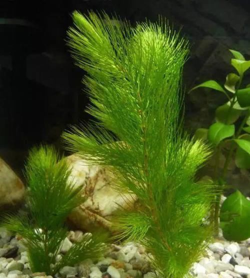  一大■比铜钱草好看的花，7天爆满一大缸，多到家里堆不下
