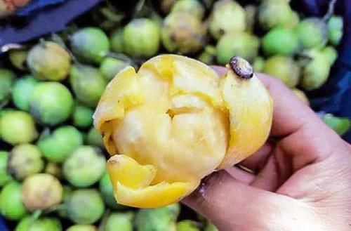 这种野果一斤上百元，以前农民当它是零食，如今成为农民赚钱新宠