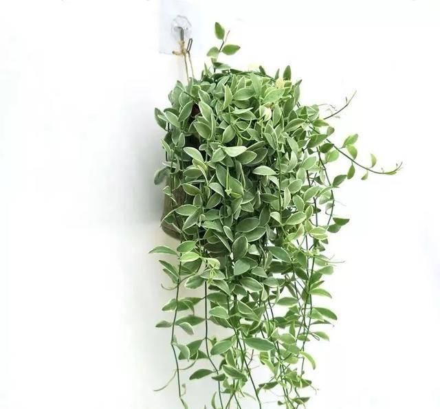  [植物]吊兰的植物美学：这几款美美的吊兰，你最爱哪一款？