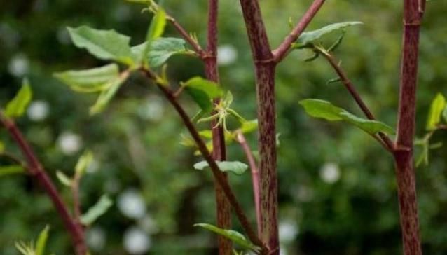  回家@这野草以前农村很多，小孩当零嘴，大人采摘回家炒菜，今越