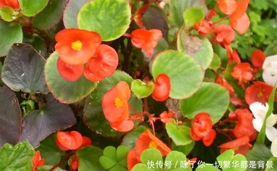 『且具有很』家居环保小知识 10大防甲醛植物推荐