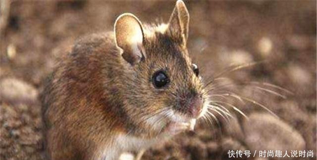 【田鼠】年减产100亿斤粮食,该物种被端上餐桌,还是广西的特色夜市美食