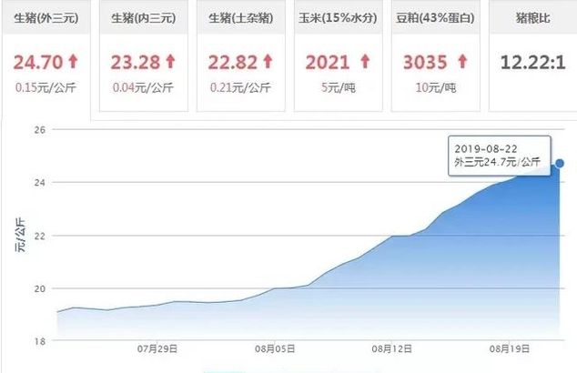 8月22日猪价：养猪行情稳中向好，猪价红彤彤好不得意
