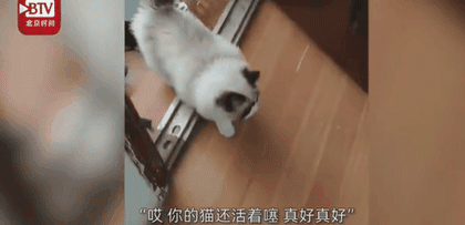  感染■一家七口感染新冠，猫咪独自守家40天，回家这一幕让他们惊呆了