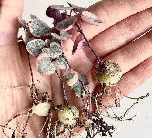  适合：爱之蔓锦保持叶片斑斓，繁殖简单，很适合养在窗台上