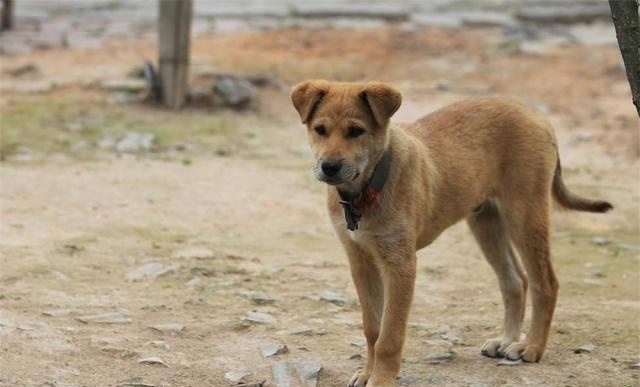 发现@专家去老农家讨水喝，却发现“狗食盆”不凡，5元买下发现
