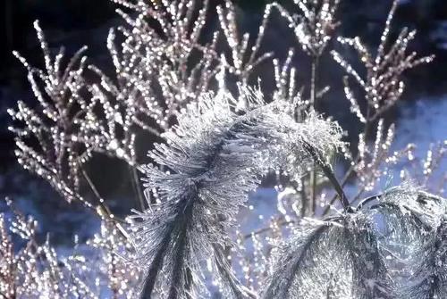 一大波美图正在向你袭来！鹰潭的雾凇让你一秒入仙境！