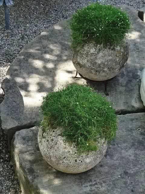 「从未见过」没有盆的盆栽，从未见过，太好看了！