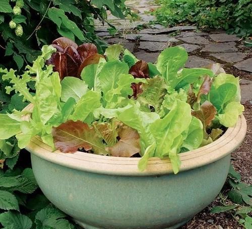  「选择一些」特适合养成盆栽的几种蔬菜，养好了很快就有收获