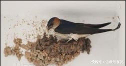 农村老人说“燕子不进苦寒门”，燕子是如何区分穷人和富人呢