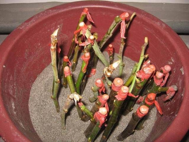 #以进行扦插#9种花,最适合“下雨天”扦插,顶端掐个“叶”,埋土里7天就发芽