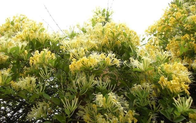  『银花茶』家里养金银花，好处多，实用价值大！