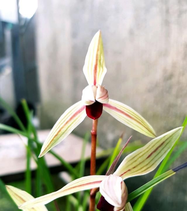  『盆土』买兰花的钱可以买摩托了，再养不活我就要放弃了，兰花到底怎么养
