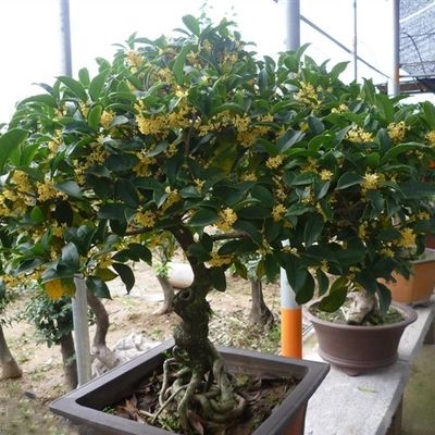  金钱树■养两盆植物就能够欣赏一整年，花期超长的花卉盆栽