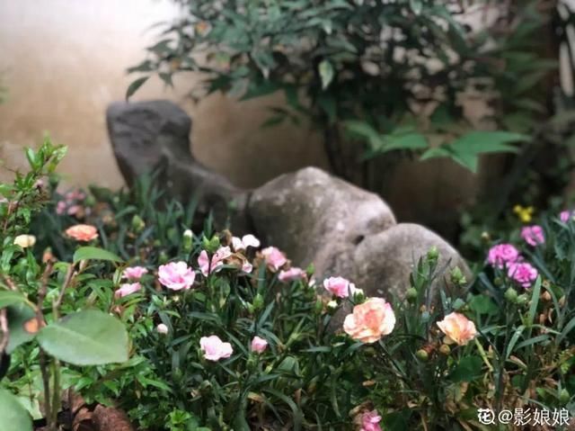 『生活』有一方小院,和你一起养花种草,这样就挺好