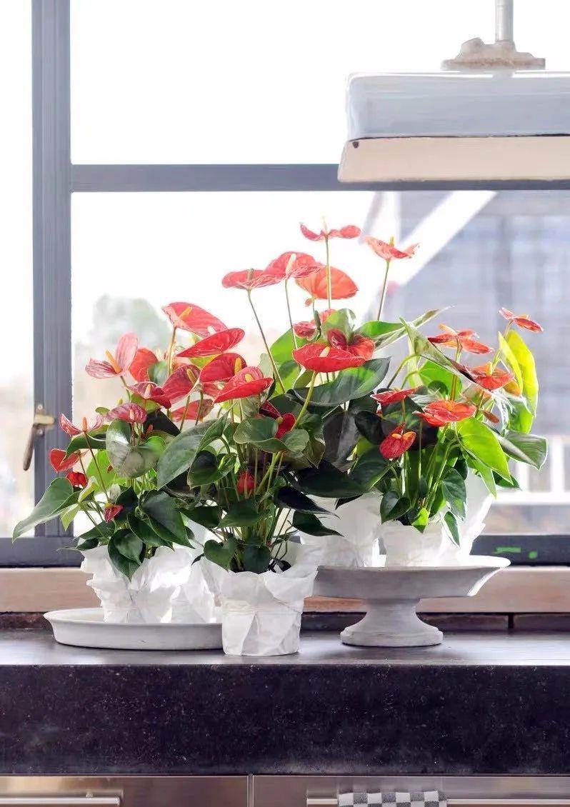  「喜欢疏松肥沃」八种不爱晒太阳的花，一晒就发蔫！