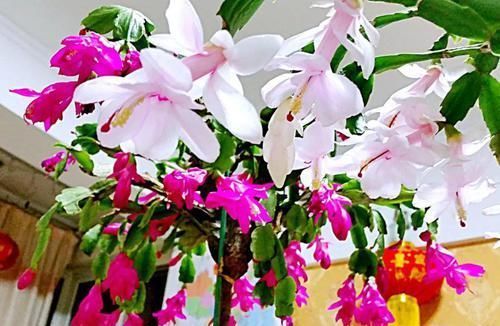 【嫁接】蟹爪兰绑到这上面,开花直冲房顶,还能多活10年