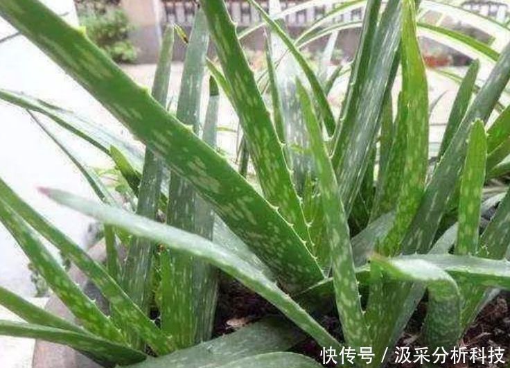  懒人@懒人新手就养“3种花”，不用费心，就能长的特别好，四季常绿！