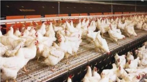  「小鸡」新手养鸡要注意哪些？饲养密度如何把控？