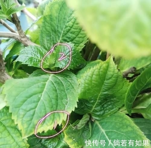 『位置』喜肥的绣球花该怎么施肥?用错肥比不施肥更危险,容易烧苗枯苞