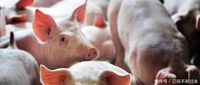 农村朋友注意啦！这些养殖业年收入10万以上，根本不愁销路~