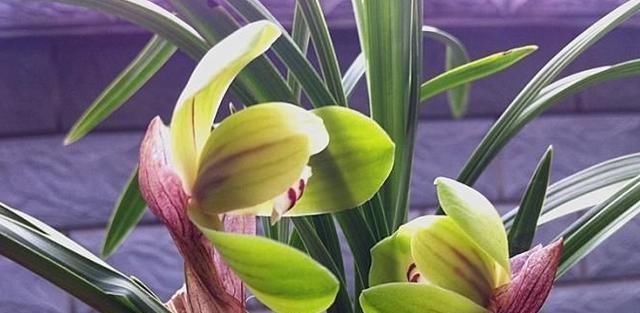 富贵@这是兰花大富贵吗?多久开花