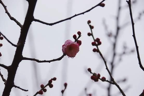 西湖播报丨细雨轻烟 孤山“寻”梅正好